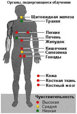 Реферат На Тему Влияние Радиации На Человека