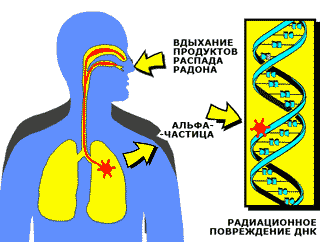 Человек Радиация Фото