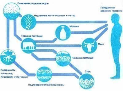 Источники попадания радиации в организм человека.